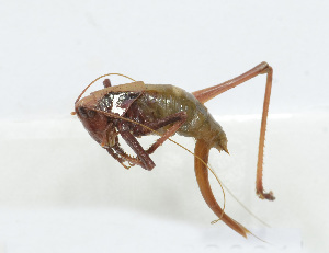  (Atlanticus sp. 12 - 20150608031)  @14 [ ] CreativeCommons - Attribution (2010) Zhi-Jun Zhou Centre for Biodiversity Genomics