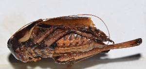  (Atlanticus sp. 16 - 201507-12E)  @12 [ ] CreativeCommons - Attribution (2010) Zhi-Jun Zhou Centre for Biodiversity Genomics