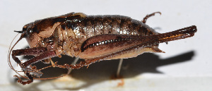  (Atlanticus sp. 8 - 201507-7E)  @13 [ ] CreativeCommons - Attribution (2010) Zhi-Jun Zhou Centre for Biodiversity Genomics