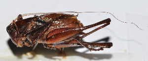  (Atlanticus sp. 15 - 201507-9E)  @13 [ ] CreativeCommons - Attribution (2010) Zhi-Jun Zhou Centre for Biodiversity Genomics