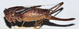  (Atlanticus sp. 19 - 201508-8B)  @12 [ ] CreativeCommons - Attribution (2010) Zhi-Jun Zhou Centre for Biodiversity Genomics
