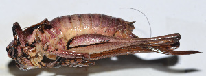  (Atlanticus sp. 10 - 201509-1C)  @13 [ ] CreativeCommons - Attribution (2010) Zhi-Jun Zhou Centre for Biodiversity Genomics