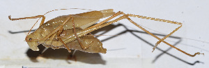  ( - 201511-10D)  @12 [ ] CreativeCommons - Attribution (2010) Zhi-Jun Zhou Centre for Biodiversity Genomics