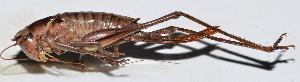  (Atlanticus sp. 13 - 201511-3A)  @13 [ ] CreativeCommons - Attribution (2010) Zhi-Jun Zhou Centre for Biodiversity Genomics