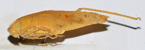  (Ruidocollaris sp. 8 - 201511-6E)  @13 [ ] CreativeCommons - Attribution (2010) Zhi-Jun Zhou Centre for Biodiversity Genomics
