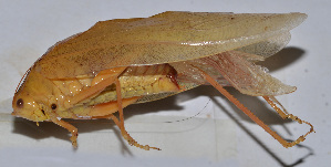  (Ruidocollaris sp. 4 - 201512-11D)  @13 [ ] CreativeCommons - Attribution (2010) Zhi-Jun Zhou Centre for Biodiversity Genomics