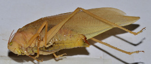 (Ruidocollaris sp. 7 - 201512-5D)  @13 [ ] CreativeCommons - Attribution (2010) Zhi-Jun Zhou Centre for Biodiversity Genomics
