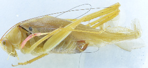  (Sinochlora - 201514-2A)  @14 [ ] CreativeCommons - Attribution (2010) Zhi-Jun Zhou Centre for Biodiversity Genomics