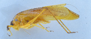  ( - 201602-1F)  @12 [ ] CreativeCommons - Attribution (2010) Zhi-Jun Zhou Centre for Biodiversity Genomics