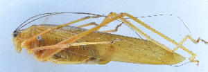  ( - 201602-2F)  @12 [ ] CreativeCommons - Attribution (2010) Zhi-Jun Zhou Centre for Biodiversity Genomics