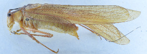  ( - 201603-10F)  @13 [ ] CreativeCommons - Attribution (2010) Zhi-Jun Zhou Centre for Biodiversity Genomics