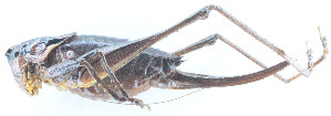  (Atlanticus sp. 11 - 201603-4D)  @13 [ ] CreativeCommons - Attribution (2010) Zhi-Jun Zhou Centre for Biodiversity Genomics