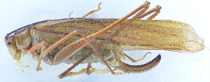  ( - 201603-4F)  @13 [ ] CreativeCommons - Attribution (2010) Zhi-Jun Zhou Centre for Biodiversity Genomics