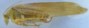  (Sinochlora szechwanensis - 201603-5C)  @14 [ ] CreativeCommons - Attribution (2010) Zhi-Jun Zhou Centre for Biodiversity Genomics