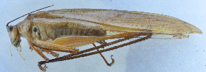  ( - 201603-8F)  @13 [ ] CreativeCommons - Attribution (2010) Zhi-Jun Zhou Centre for Biodiversity Genomics