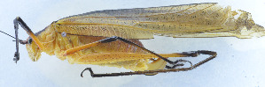  ( - 201603-9C)  @12 [ ] CreativeCommons - Attribution (2010) Zhi-Jun Zhou Centre for Biodiversity Genomics