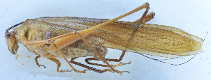  ( - 201603-9F)  @13 [ ] CreativeCommons - Attribution (2010) Zhi-Jun Zhou Centre for Biodiversity Genomics