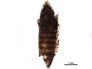  ( - BIOUG07967-F08)  @11 [ ] CreativeCommons - Attribution (2017) CBG Photography Group Centre for Biodiversity Genomics