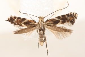  (Parornix spiraeifoliella - CCDB-49959-A04)  @11 [ ] CC-BY-NC (2025) C.S.Eiseman Unspecified