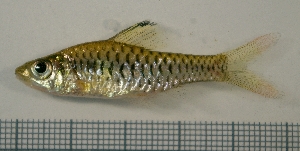  (Oreichthys cosuatis - RC0470)  @14 [ ] CreativeCommons - Attribution No Derivatives (2011) Rupert A. Collins Bio-Protection Research Centre, PO Box 84, Lincoln University 7647, Canterbury, New Zealand.