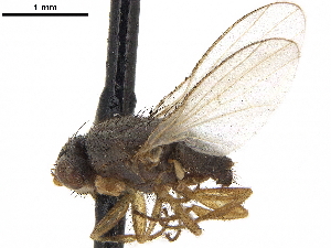  ( - BIOUG52777-D12)  @11 [ ] CreativeCommons - Attribution (2020) CBG Photography Group Centre for Biodiversity Genomics