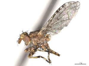  ( - CBG-A16468-G12)  @11 [ ] CreativeCommons - Attribution (2023) CBG Photography Group Centre for Biodiversity Genomics