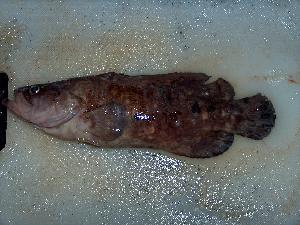  ( - JHLOW00354)  @13 [ ] Unspecified (default): All Rights Reserved  Unspecified Unspecified