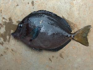  (Prionurus laticlavius - JHLOW00404)  @14 [ ] Unspecified (default): All Rights Reserved  Unspecified Unspecified