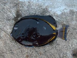  (Acanthurus nigricans - JHLOW00412)  @14 [ ] Unspecified (default): All Rights Reserved  Unspecified Unspecified