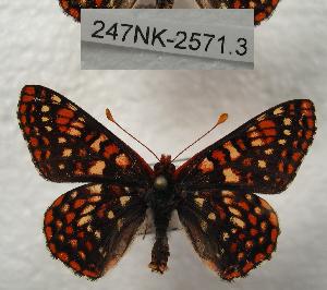  (Euphydryas anicia - 247NK-2571.3)  @15 [ ] Unspecified (default): All Rights Reserved  Unspecified Unspecified