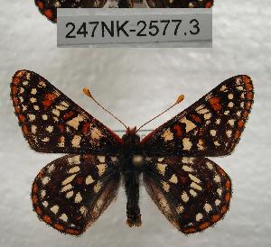 (Euphydryas colon wallacensis - 247NK-2577.3)  @15 [ ] Unspecified (default): All Rights Reserved  Unspecified Unspecified