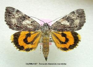  (Catocala blandula manitoba - UASM41351)  @14 [ ] Unspecified (default): All Rights Reserved  Unspecified Unspecified