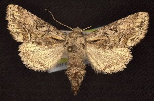  ( - CNCNoctuoidea6677)  @13 [ ] Unspecified (default): All Rights Reserved  Unspecified Unspecified