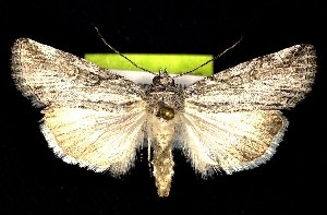  (Sympistis orbicularis - CNCNoctuoidea7435)  @14 [ ] Unspecified (default): All Rights Reserved  Unspecified Unspecified