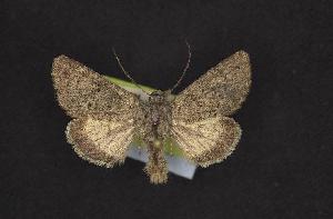  ( - CNCNoctuoidea10458)  @14 [ ] Unspecified (default): All Rights Reserved  Unspecified Unspecified
