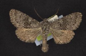  ( - CNCNoctuoidea10540)  @13 [ ] Unspecified (default): All Rights Reserved  Unspecified Unspecified