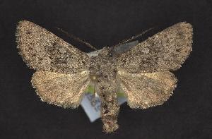  ( - CNCNoctuoidea10541)  @13 [ ] Unspecified (default): All Rights Reserved  Unspecified Unspecified