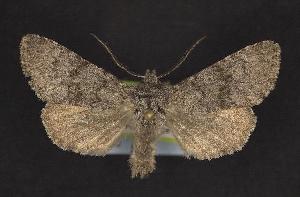  ( - CNCNoctuoidea10542)  @13 [ ] Unspecified (default): All Rights Reserved  Unspecified Unspecified