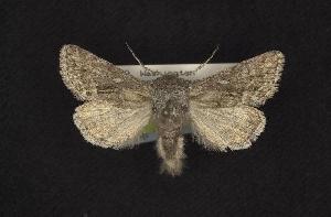  ( - CNCNoctuoidea7958)  @13 [ ] CreativeCommons - Attribution (2010) CBG Photography Group Centre for Biodiversity Genomics