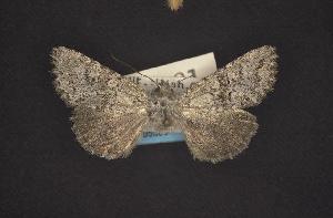  ( - CNCNoctuoidea10779)  @13 [ ] Unspecified (default): All Rights Reserved  Unspecified Unspecified