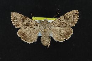  ( - CNCNoctuoidea11983)  @13 [ ] CreativeCommons - Attribution (2010) CBG Photography Group Centre for Biodiversity Genomics