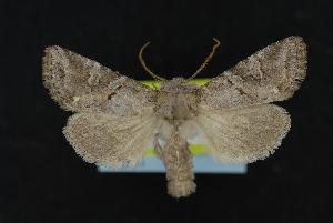  ( - CNCNoctuoidea12021)  @13 [ ] CreativeCommons - Attribution (2010) CBG Photography Group Centre for Biodiversity Genomics