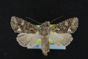  ( - CNCNoctuoidea12030)  @13 [ ] CreativeCommons - Attribution (2010) CBG Photography Group Centre for Biodiversity Genomics