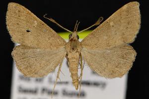  ( - CNCNoctuoidea12876)  @14 [ ] CreativeCommons - Attribution (2010) CBG Photography Group Centre for Biodiversity Genomics