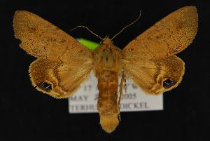  (Litoprosopus futilis - CNCNoctuoidea13983)  @14 [ ] Unspecified (default): All Rights Reserved  Unspecified Unspecified