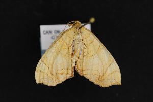  (Eulithis sp - LEP041291)  @13 [ ] Unspecified (default): All Rights Reserved  Unspecified Unspecified