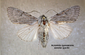  (Acronicta cyanescens - acrorev gga53)  @14 [ ] Copyright (2010) Canadian National Collection of Insects, Arachnids and Nematodes Canadian National Collection of Insects, Arachnids and Nematodes