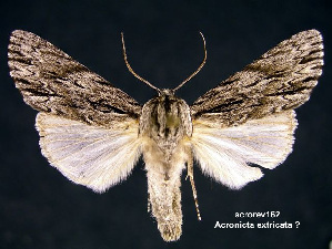  (Acronicta extricata - acrorev162)  @15 [ ] Unspecified (default): All Rights Reserved (2012) Don Lafontaine Unspecified