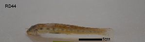  ( - RD44)  @12 [ ] No Rights Reserved (2013) Unspecified LGC- PUC Minas