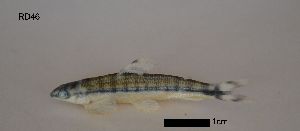  ( - RD46)  @12 [ ] No Rights Reserved (2013) Unspecified LGC- PUC Minas